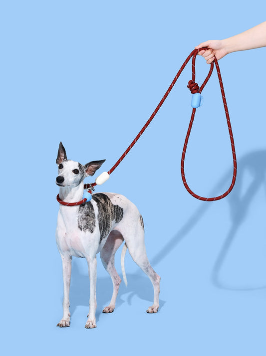 AURA Hands-Free Rope Leash – VELVET — styled in a home setting