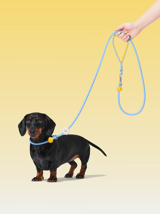 AURA Lite Rope Leash - PETAL — styled in a home setting