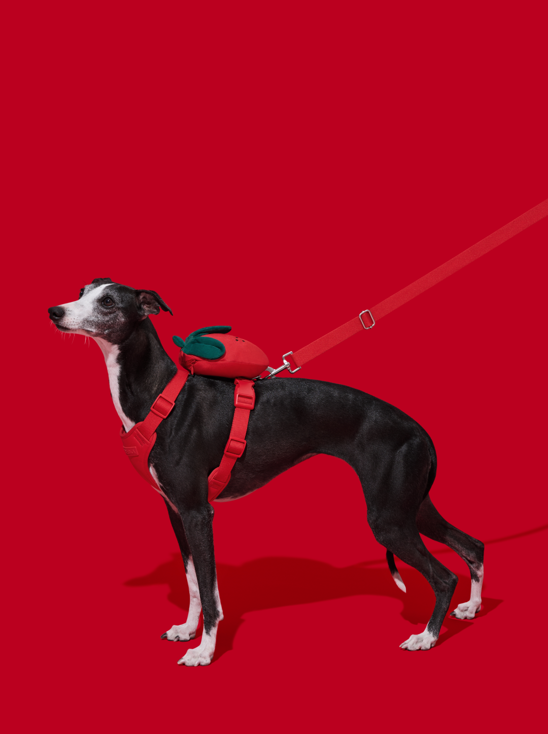 BERRY Pet Backpack, Harness & Leash Set — 2 — alternative angle