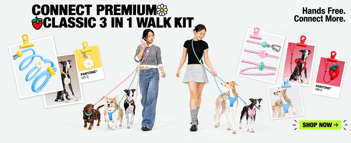 Explore featured walking essentials