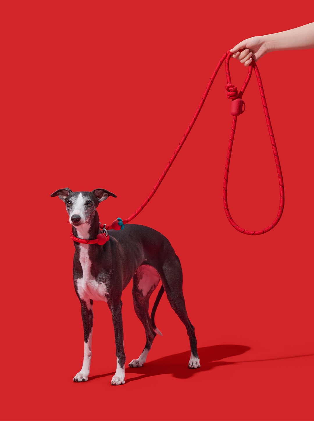 AURA Hands-Free Rope Leash - BERRY — styled in a home setting