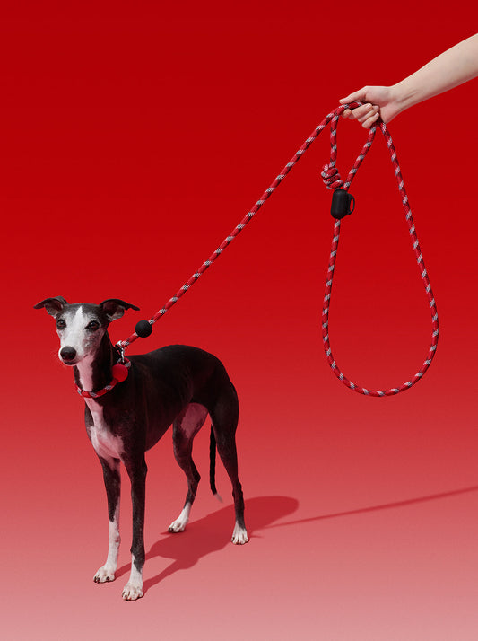 AURA Hands-Free Rope Leash - ORBIT — styled in a home setting