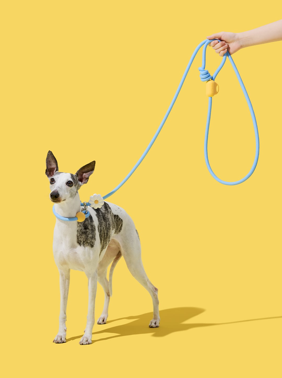 AURA Hands-Free Rope Leash - PETAL — styled in a home setting