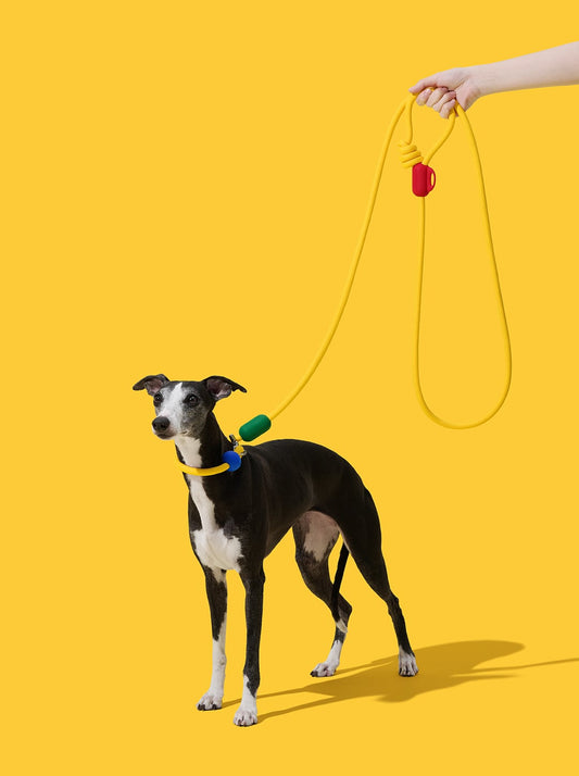 AURA Hands-Free Rope Leash - PRISM — styled in a home setting