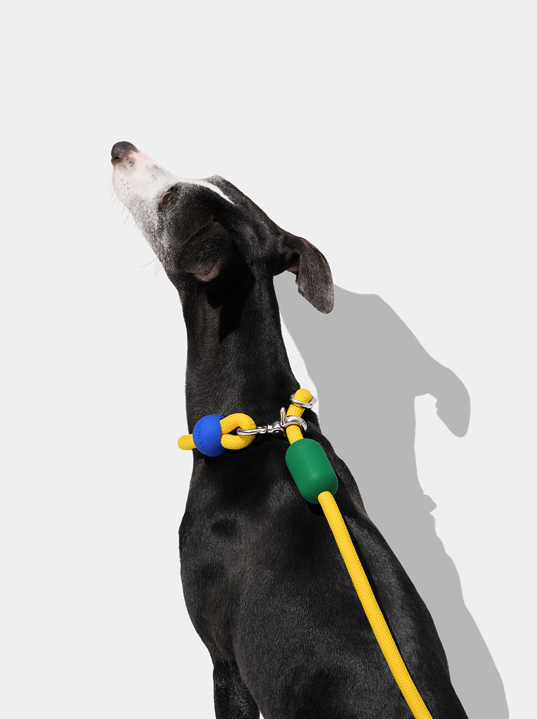 AURA Hands-Free Rope Leash - PRISM — in use