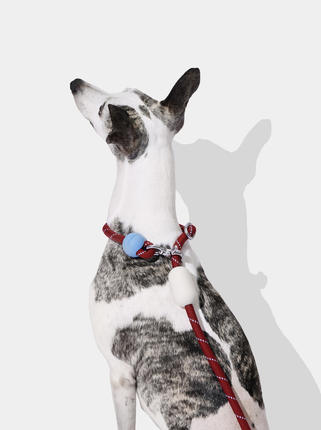 AURA Hands-Free Rope Leash – VELVET — in use