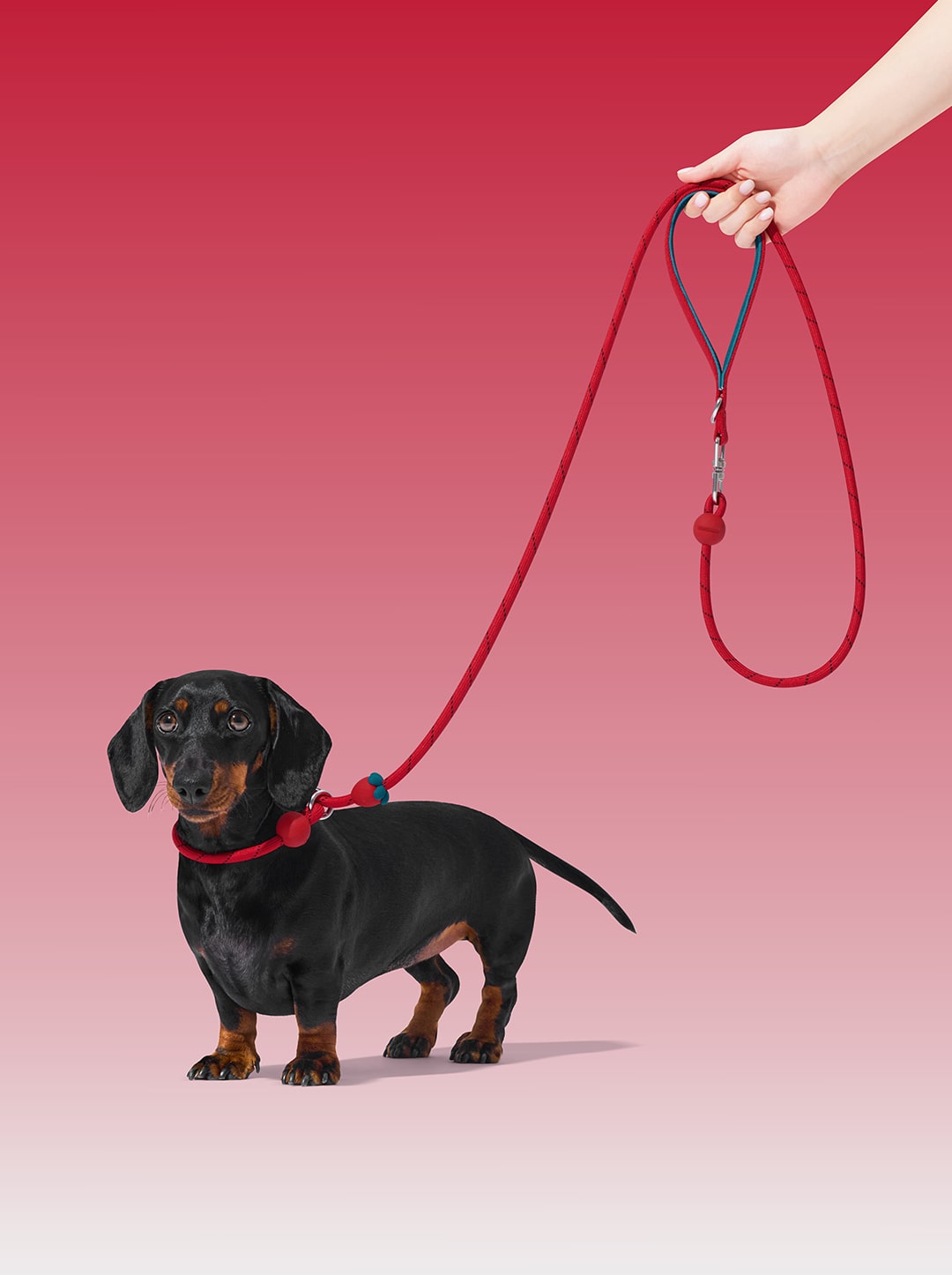AURA Lite Rope Leash - BERRY — styled in a home setting