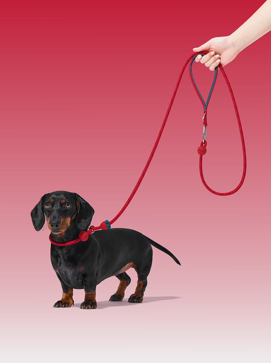 AURA Lite Rope Leash - BERRY — styled in a home setting