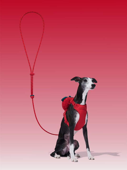 AURA Premium Classic Rope Leash - BERRY — styled in a home setting