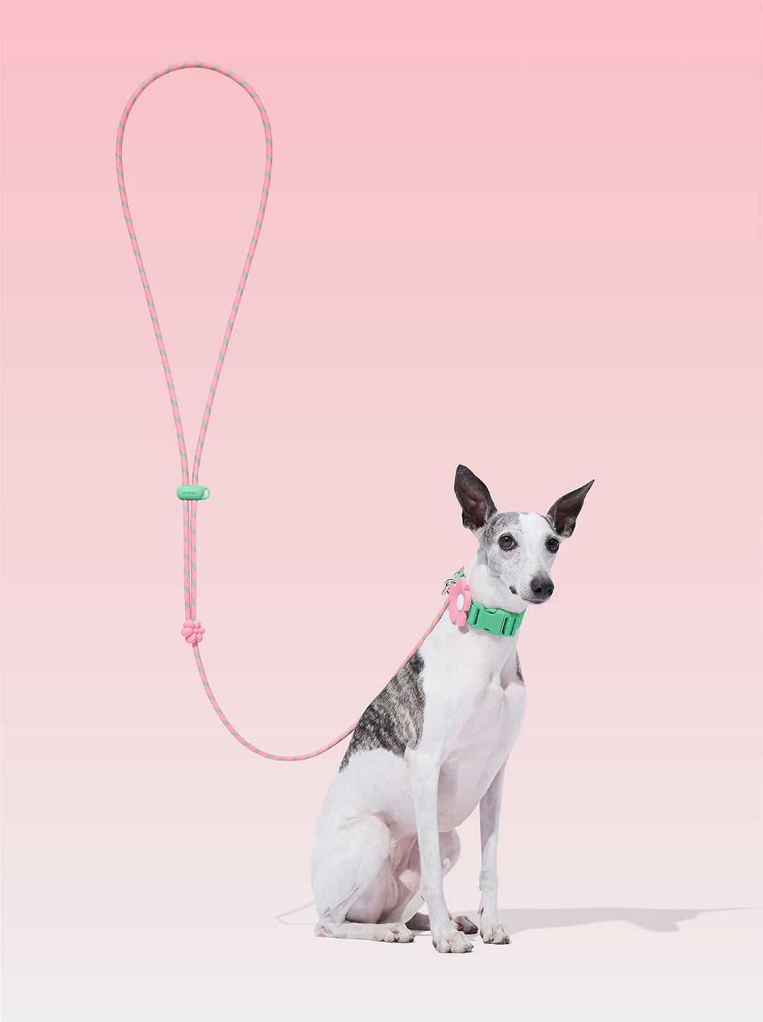 AURA Premium Classic Rope Leash - MEADOW — styled in a home setting