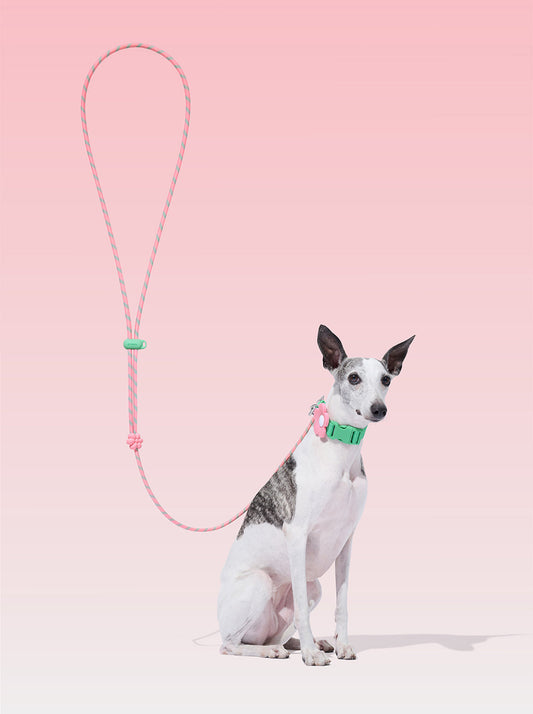 AURA Premium Classic Rope Leash - MEADOW — styled in a home setting