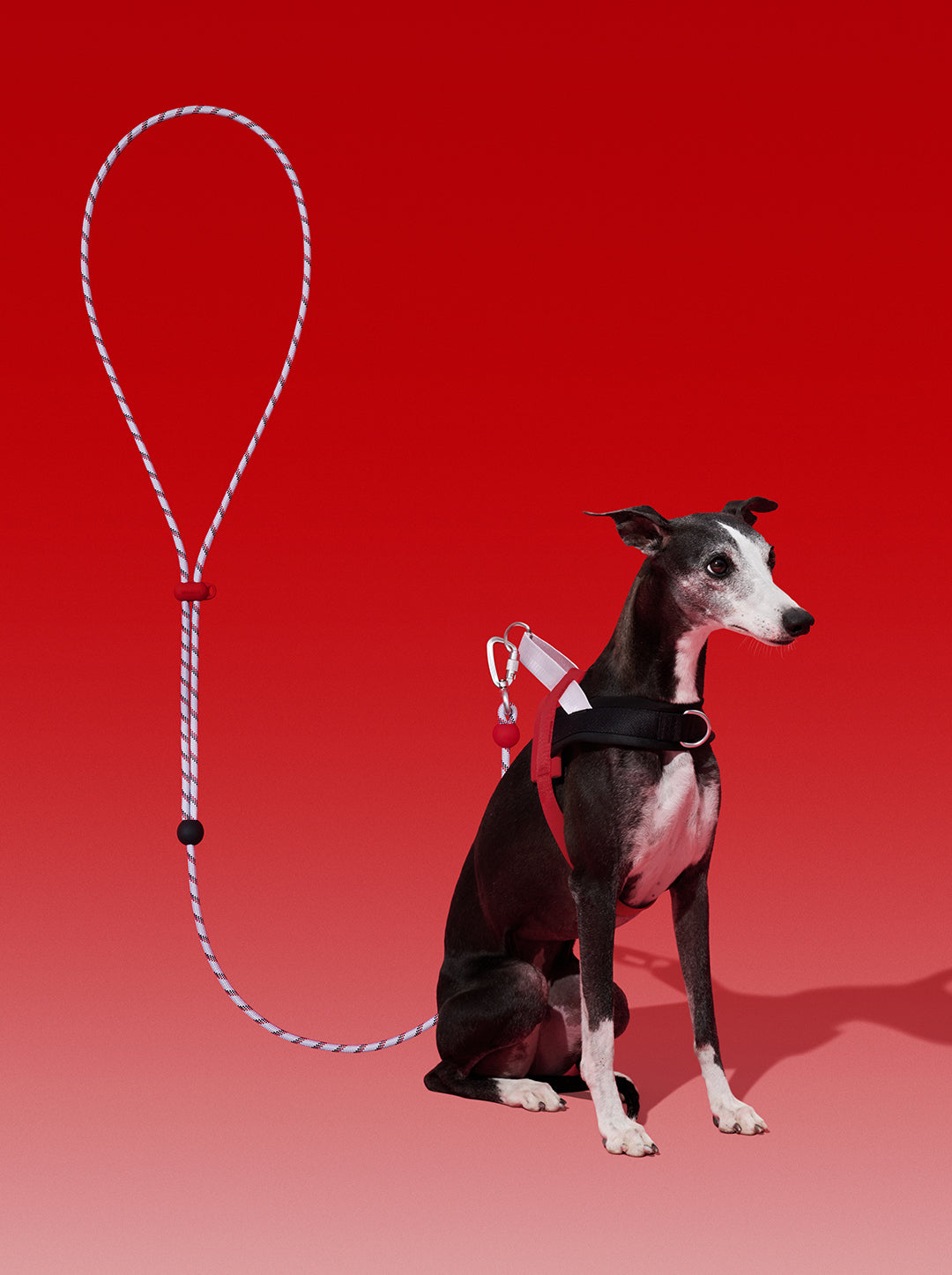 AURA Premium Classic Rope Leash - ORBIT — styled in a home setting