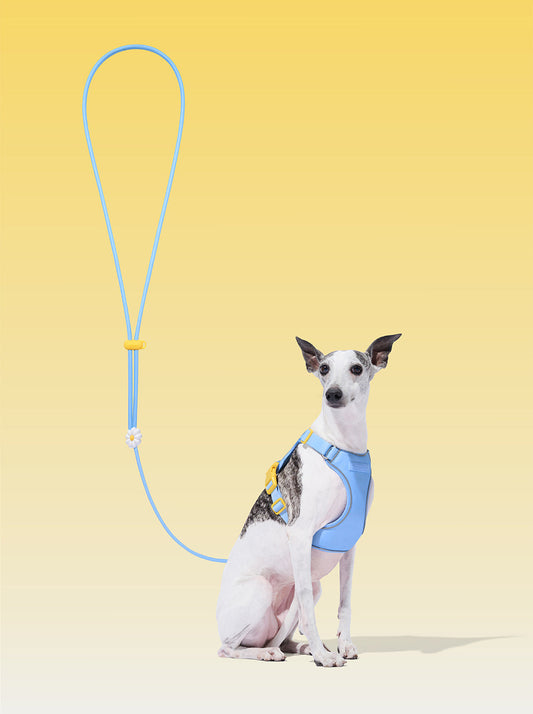 AURA Premium Classic Rope Leash - PETAL — styled in a home setting