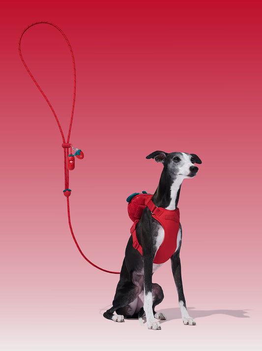 AURA Premium Classic Rope Leash Walk Kit - BERRY — main product photo