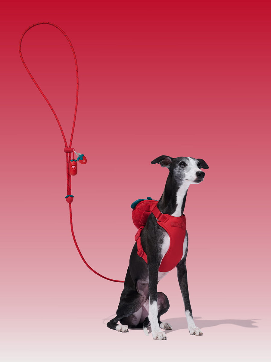 AURA Premium Classic Rope Leash Walk Kit - BERRY — main product photo