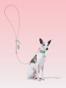 AURA Premium Classic Rope Leash Walk Kit - MEADOW — main product photo