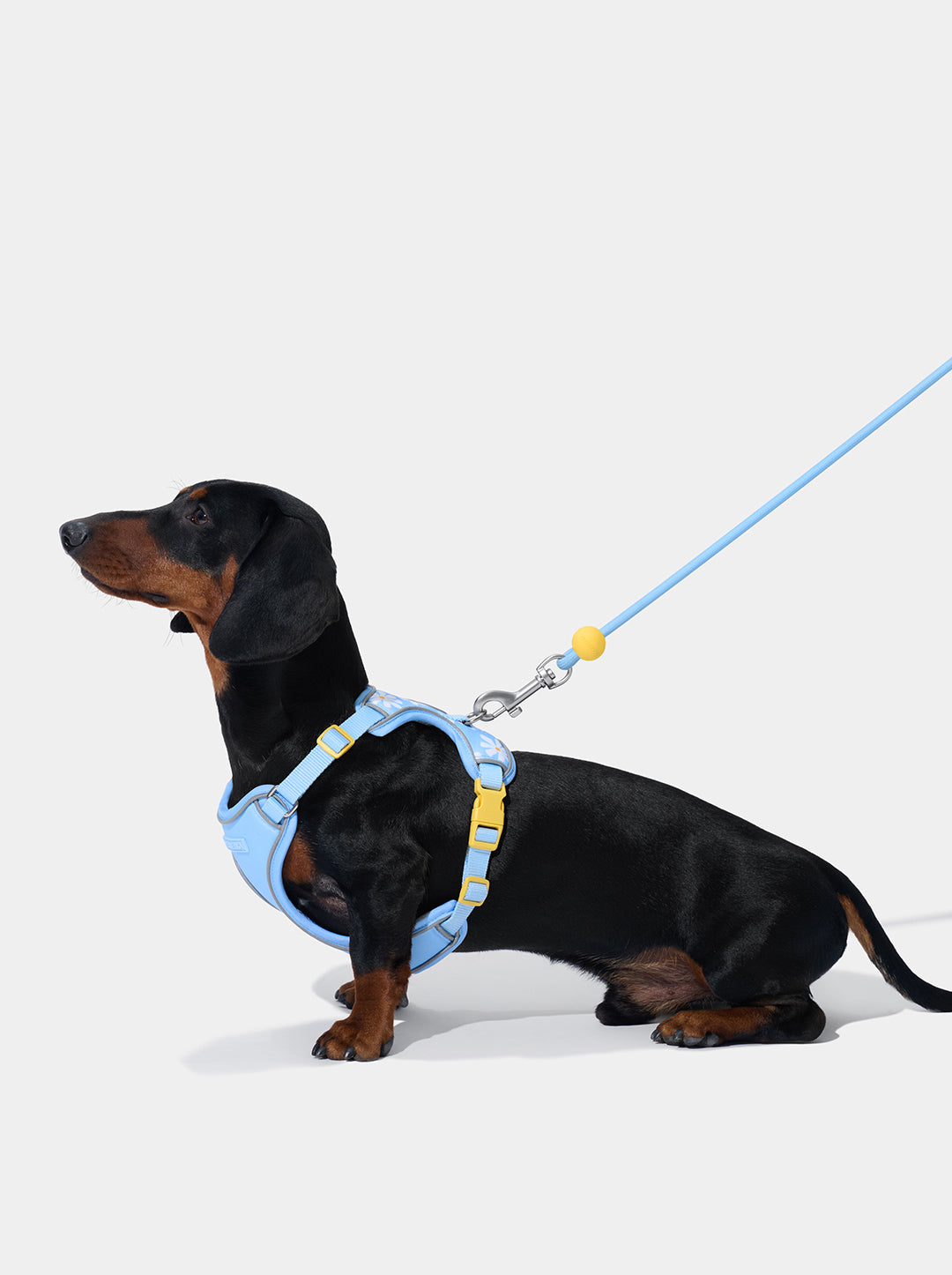 AURA Premium Classic Rope Leash Walk Kit - PETAL — alternative angle