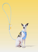 AURA Premium Classic Rope Leash Walk Kit - PETAL — main product photo