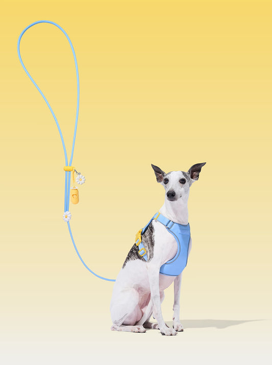 AURA Premium Classic Rope Leash Walk Kit - PETAL — main product photo