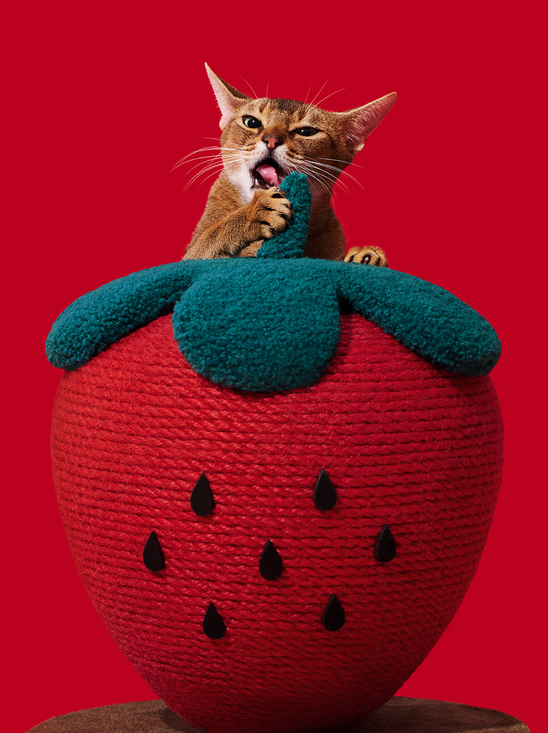 BERRY Cat Scratching Ball — in use