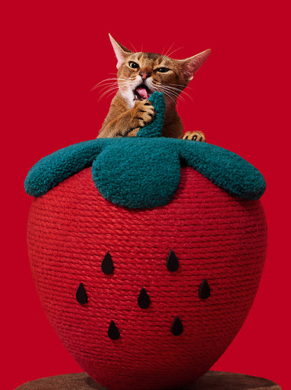 BERRY Cat Scratching Ball — in use