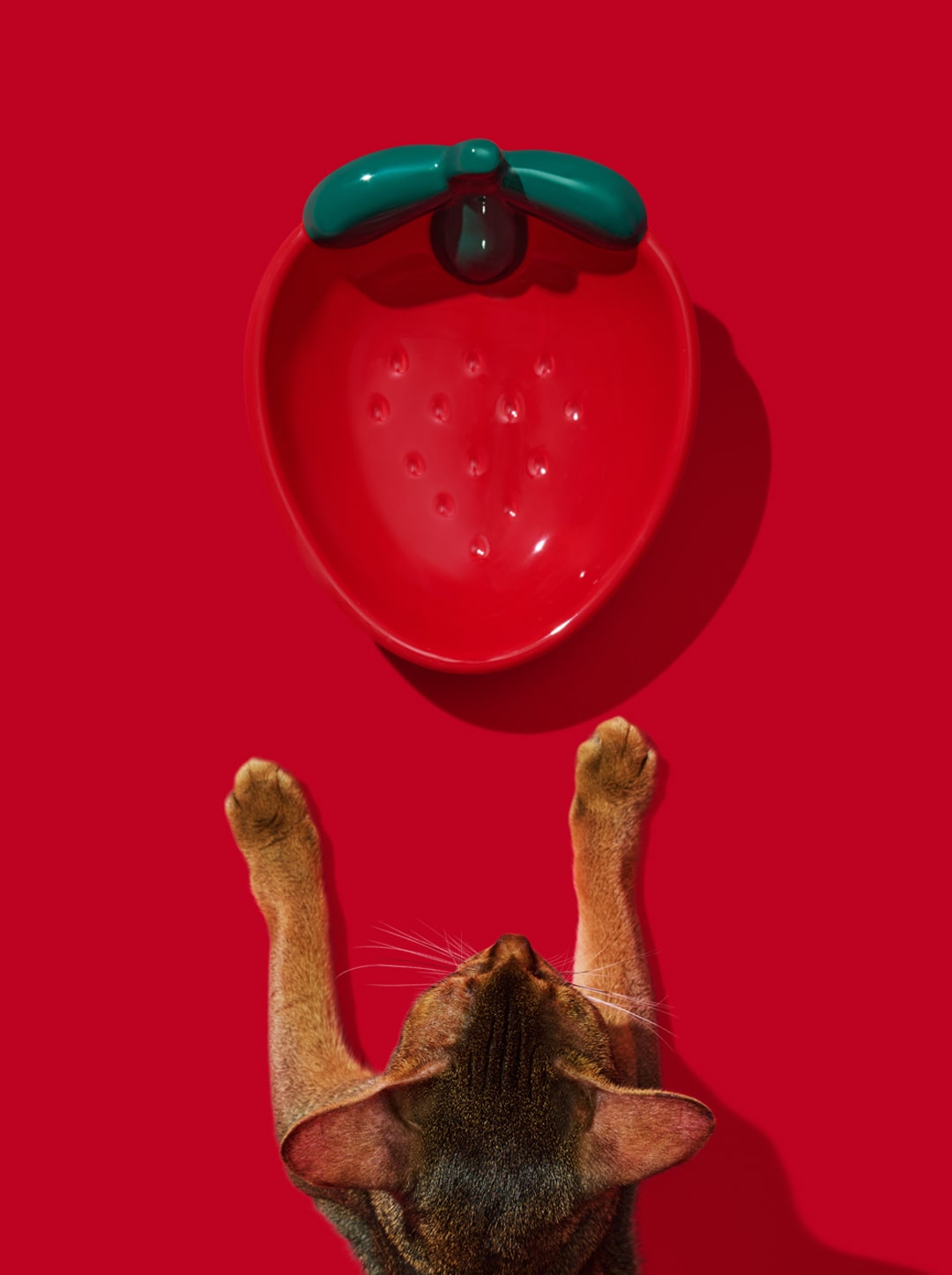 BERRY Ceramic Pet Bowl (2) — styled in a home setting