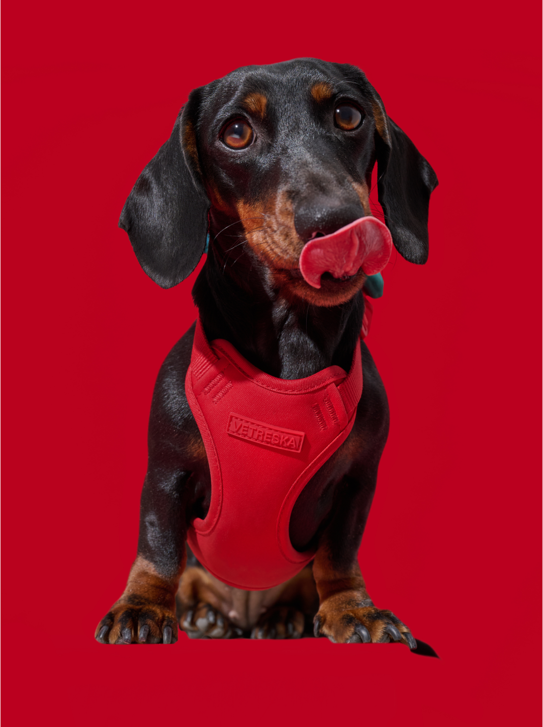 BERRY Pet Backpack, Harness & Leash Set — 2 — close-up detail