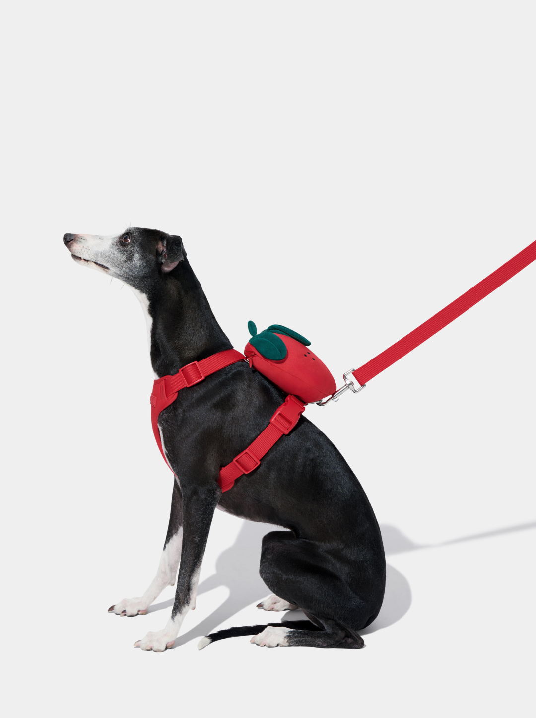 BERRY Pet Backpack, Harness & Leash Set — 2 — styled in a home setting