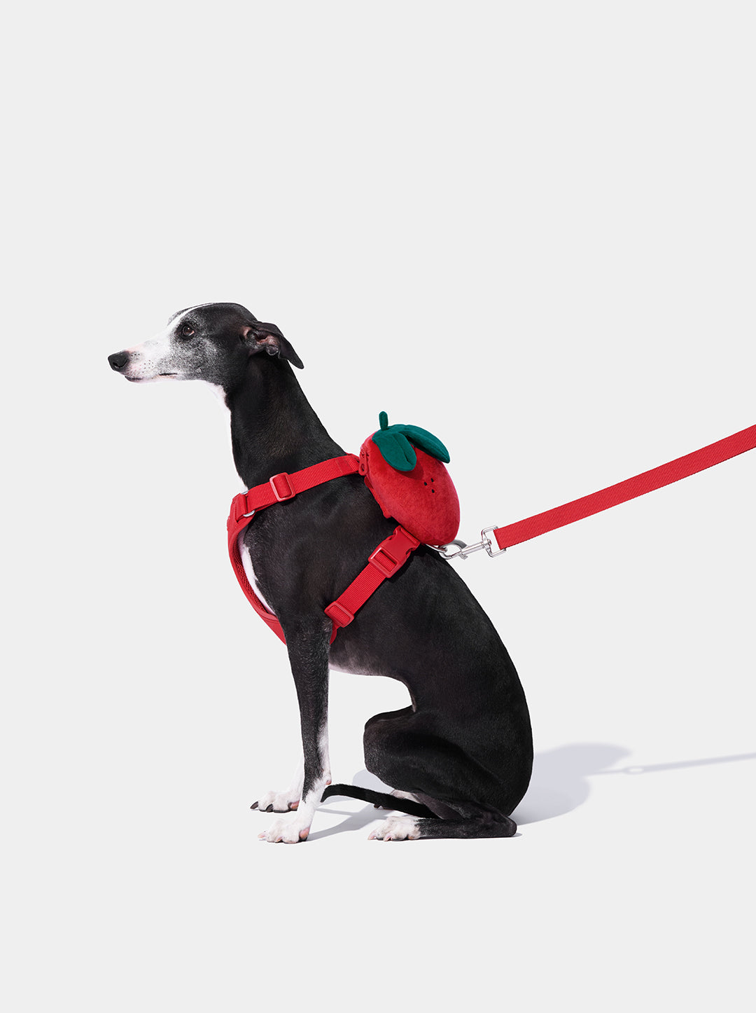 BERRY Pet Backpack, Harness & Leash Set — BERRY — close-up detail