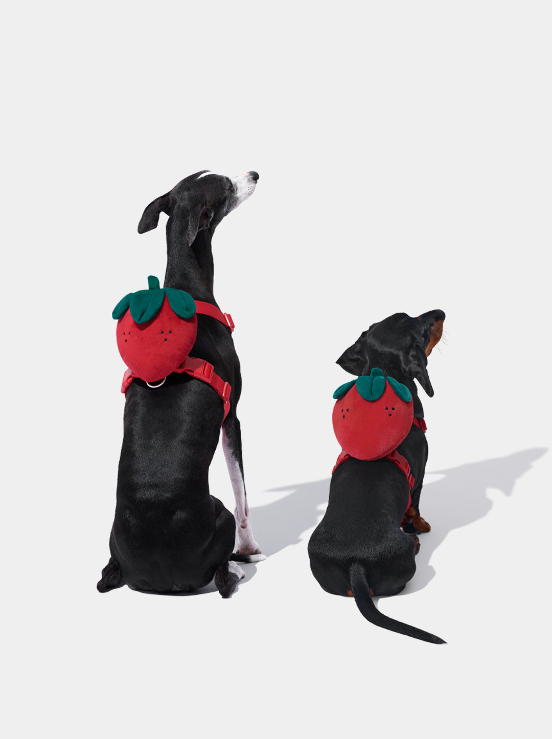BERRY Pet Backpack, Harness & Leash Set — BERRY — alternative angle