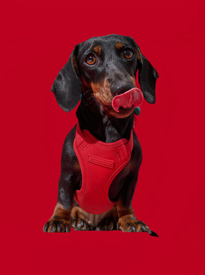 BERRY Pet Backpack, Harness & Leash Set — BERRY — in use