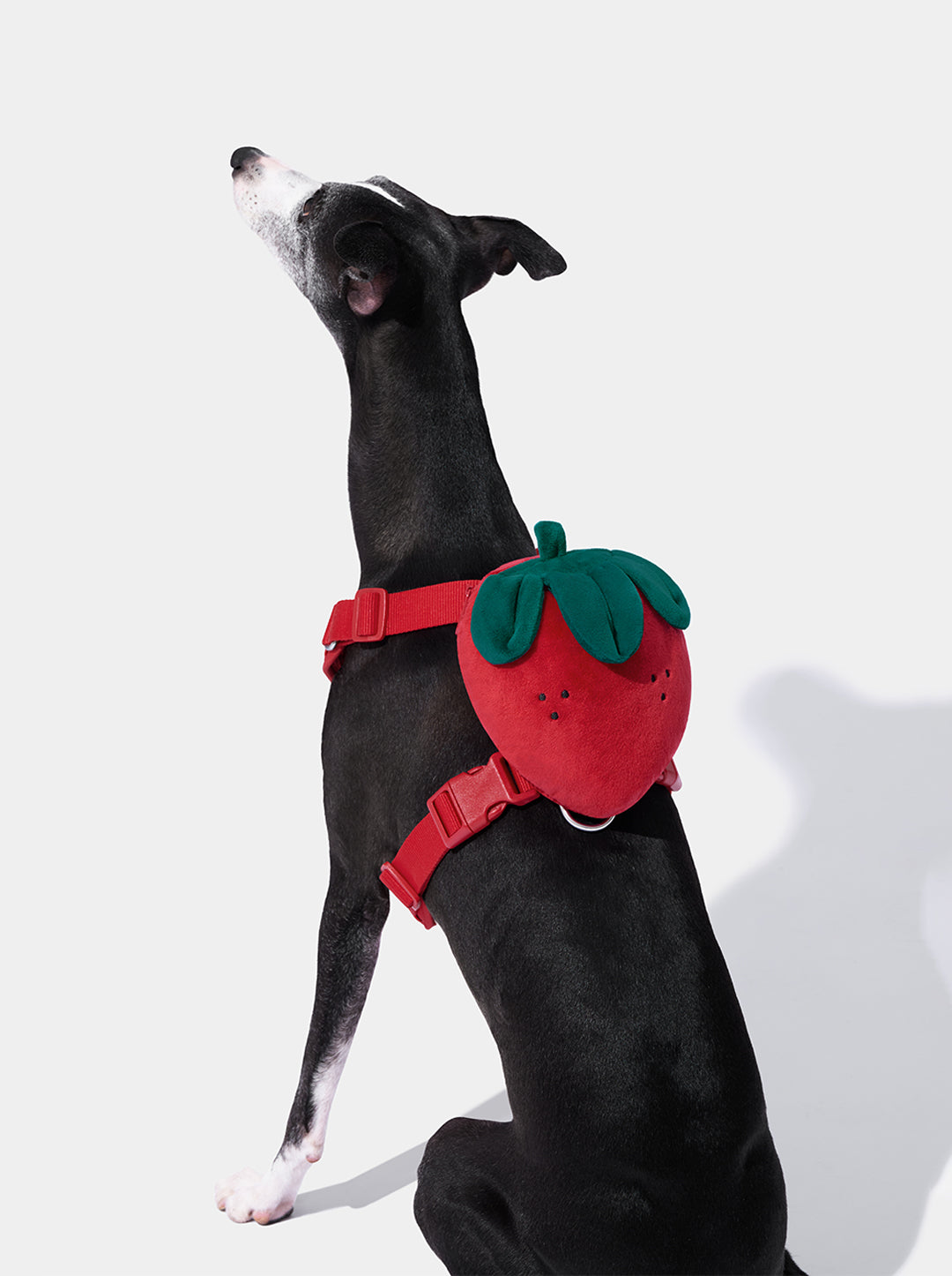 BERRY Pet Backpack, Harness & Leash Set — BERRY — main product photo