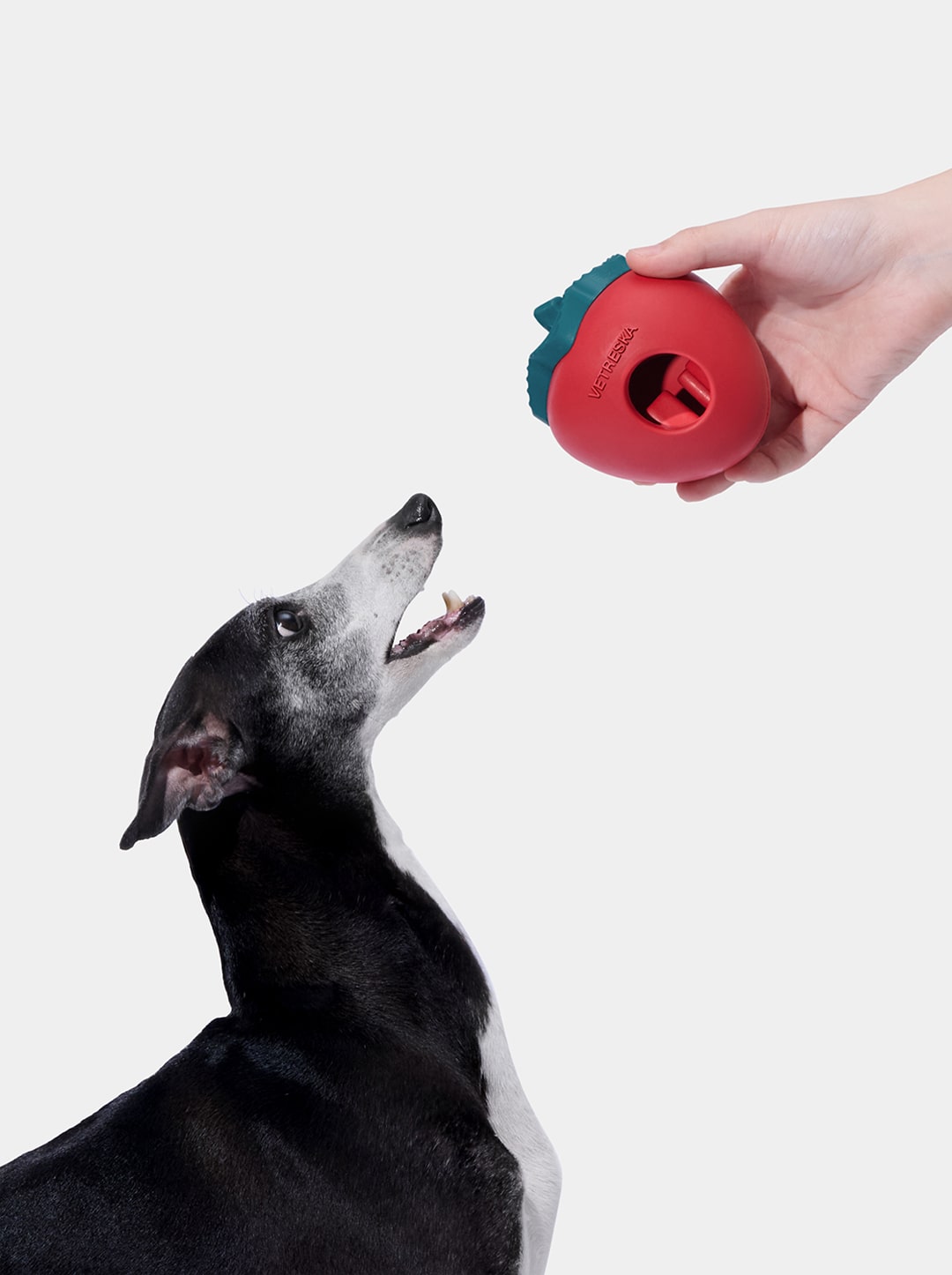 BERRY Pet Treat Dispensing Toy — detail shot