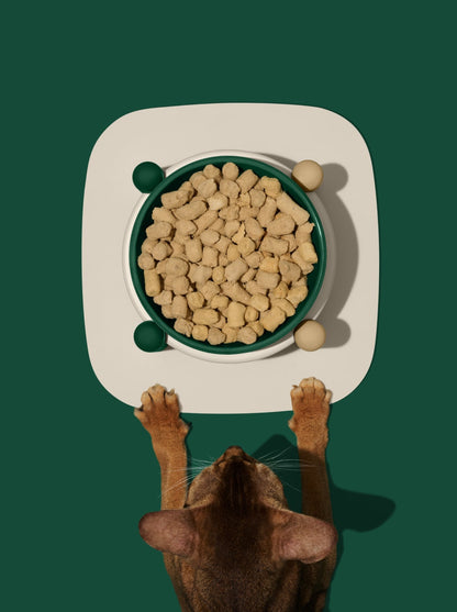 CEDAR Ceramic Pet Bowl & Mat Set (2) — in use