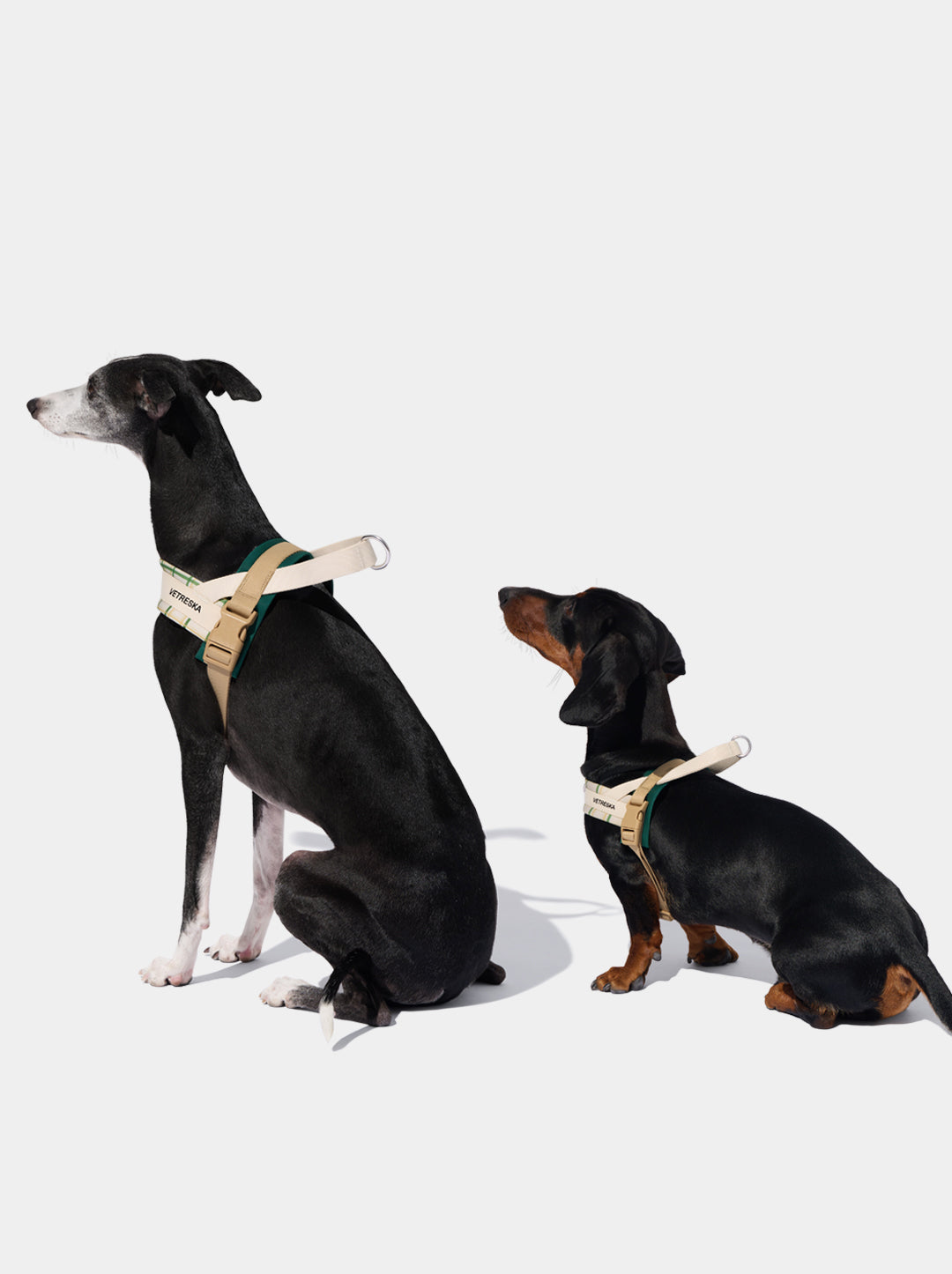 CEDAR Pet Harness & Leash Set — close-up detail