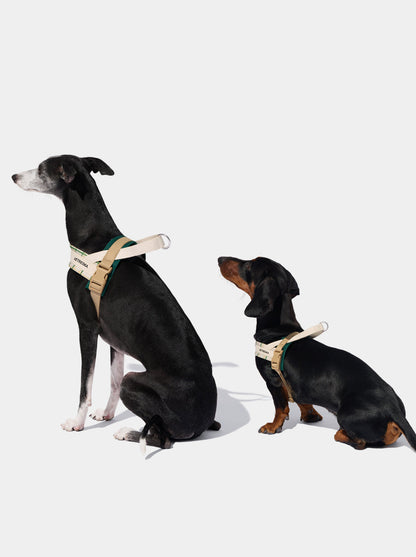 CEDAR Pet Harness & Leash Set — close-up detail