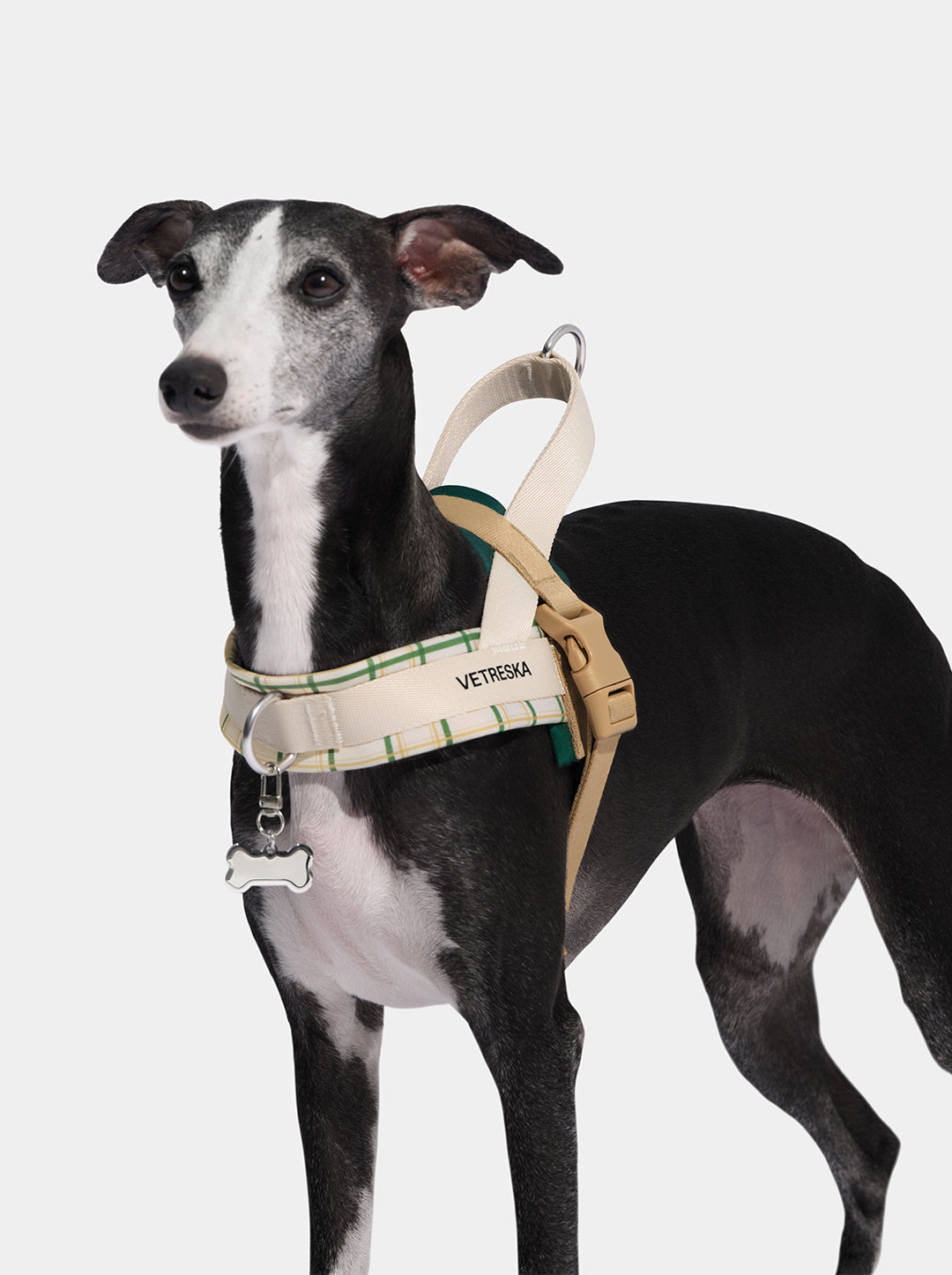 CEDAR Pet Harness & Leash Set — in use