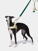 CEDAR Pet Walk Kit — main product photo