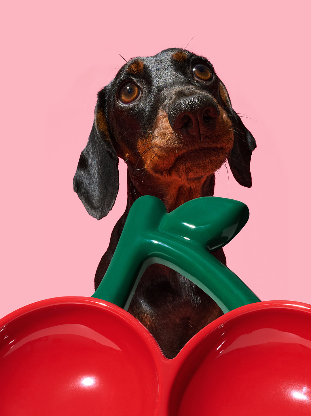 CERISE Ceramic Pet Bowl — in use