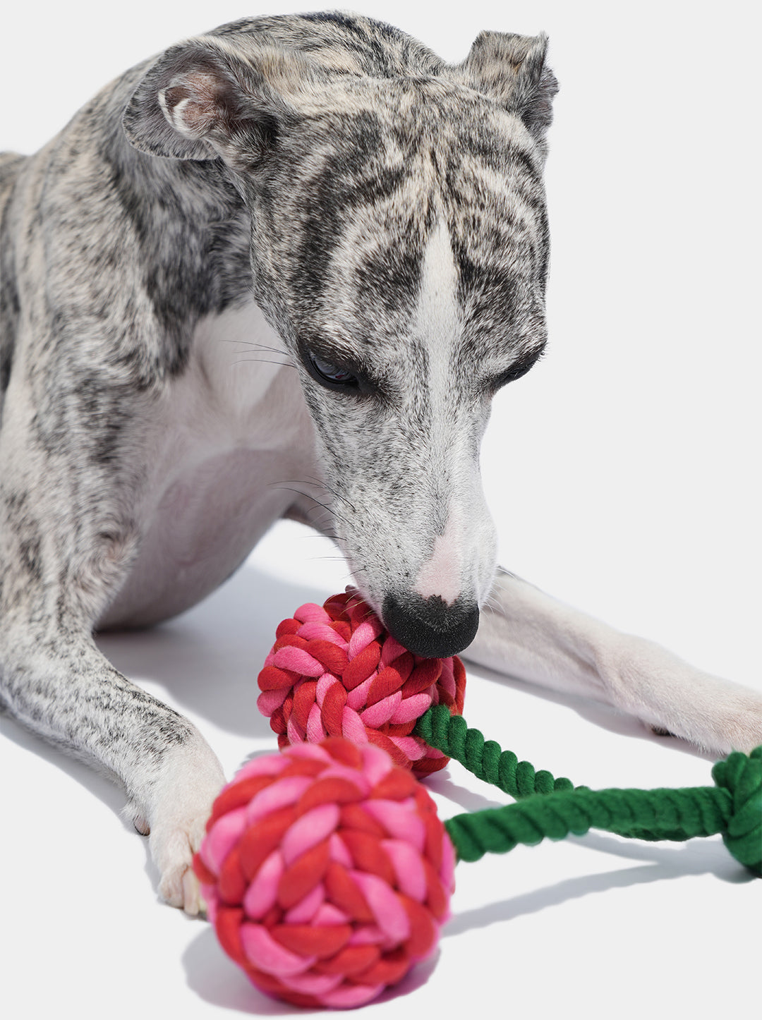 CERISE Knot Rope Toy — in use