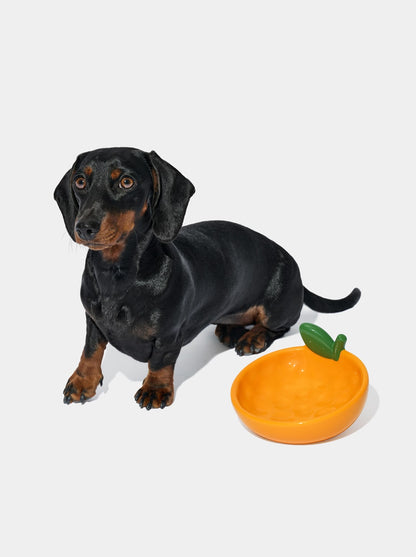 CITRUS Ceramic Pet Bowl (2) — additional view 2