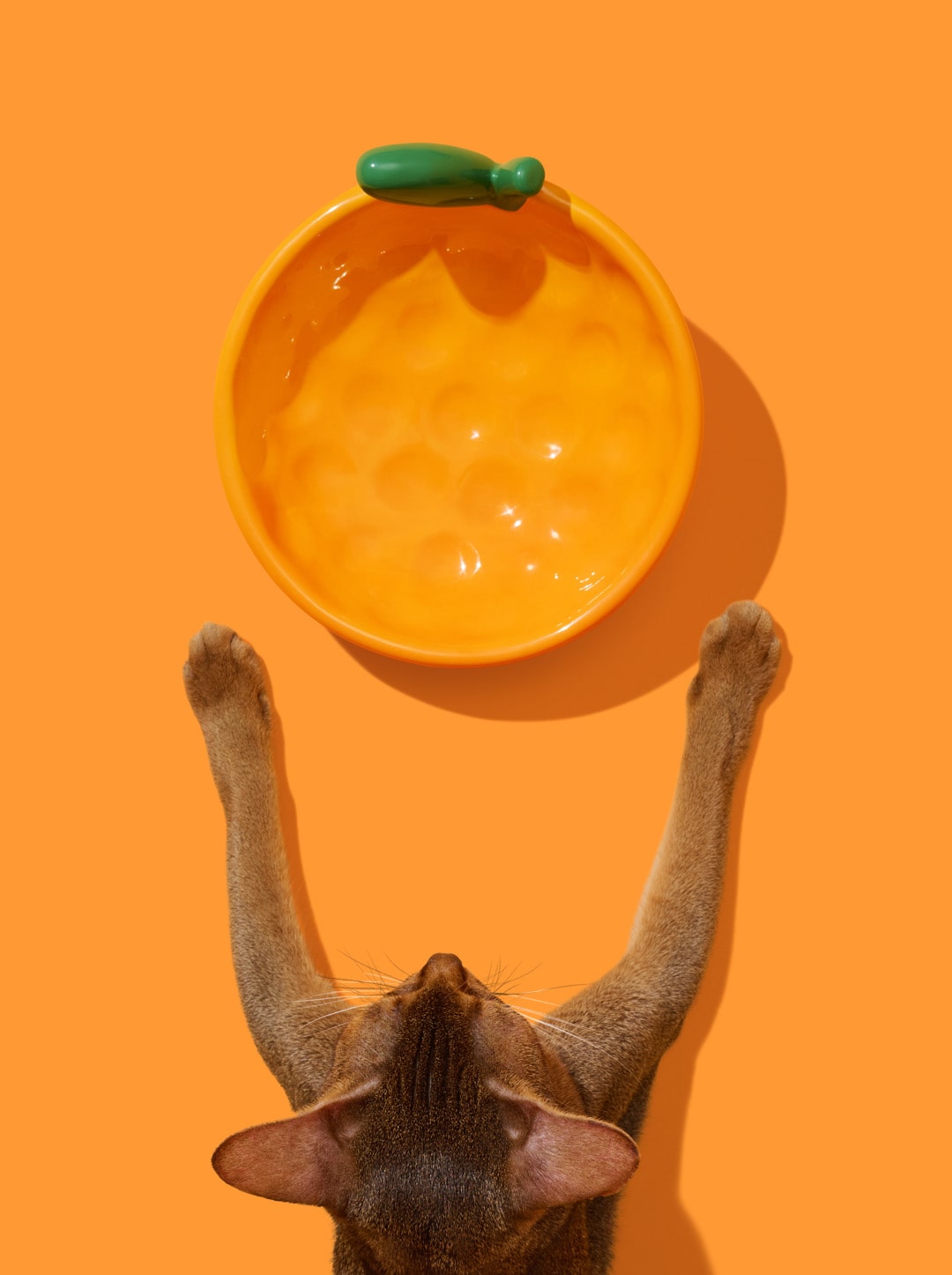 CITRUS Ceramic Pet Bowl (2) — main product photo