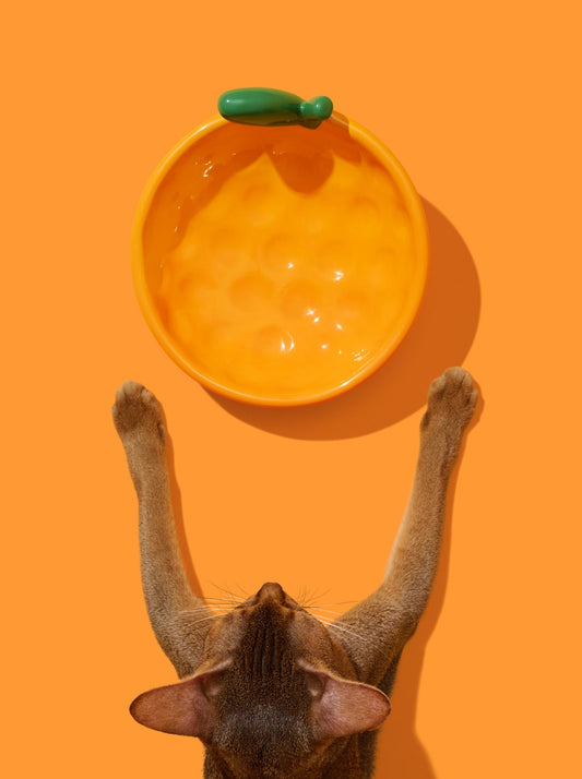 CITRUS Ceramic Pet Bowl (2) — main product photo