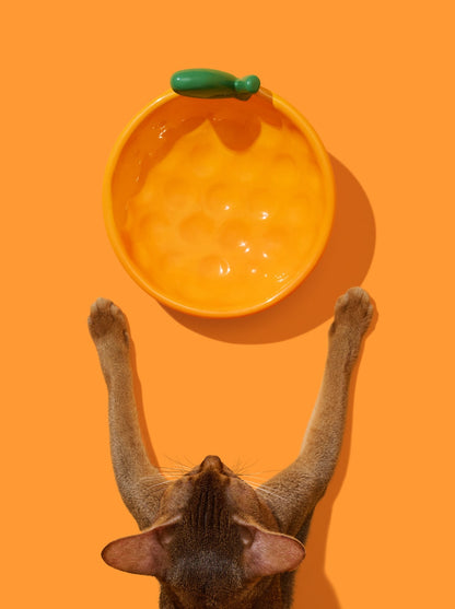 CITRUS Ceramic Pet Bowl (3) — in use
