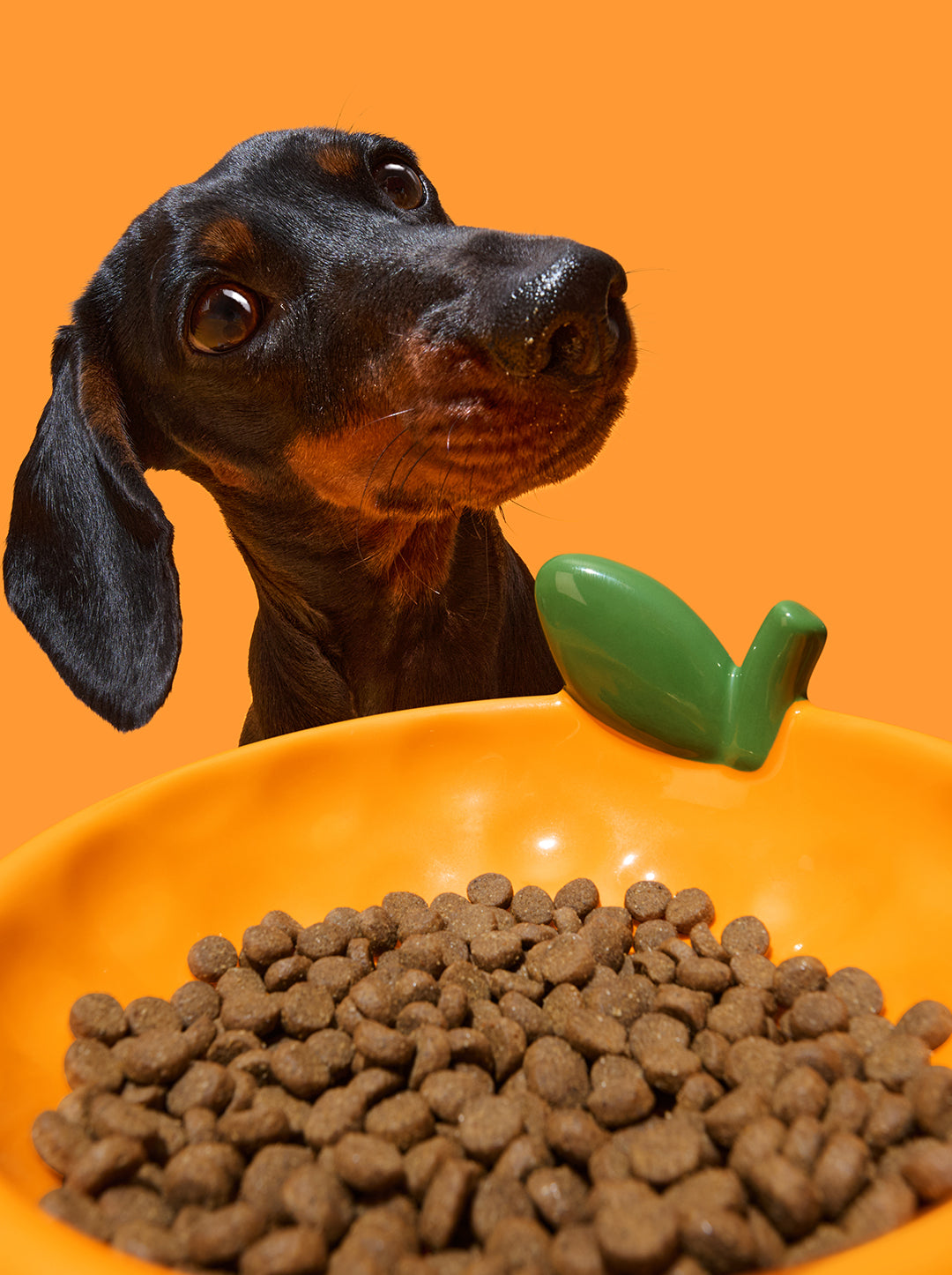 CITRUS Ceramic Pet Bowl — in use