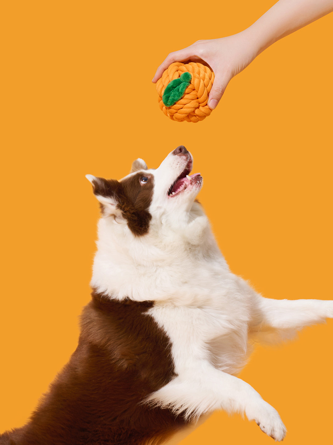 CITRUS Knot Rope Toy — in use