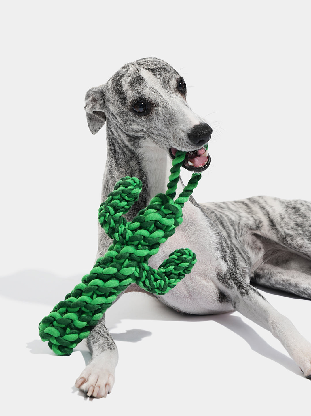 HAVEN DUNE Knot Rope Toy — styled in a home setting