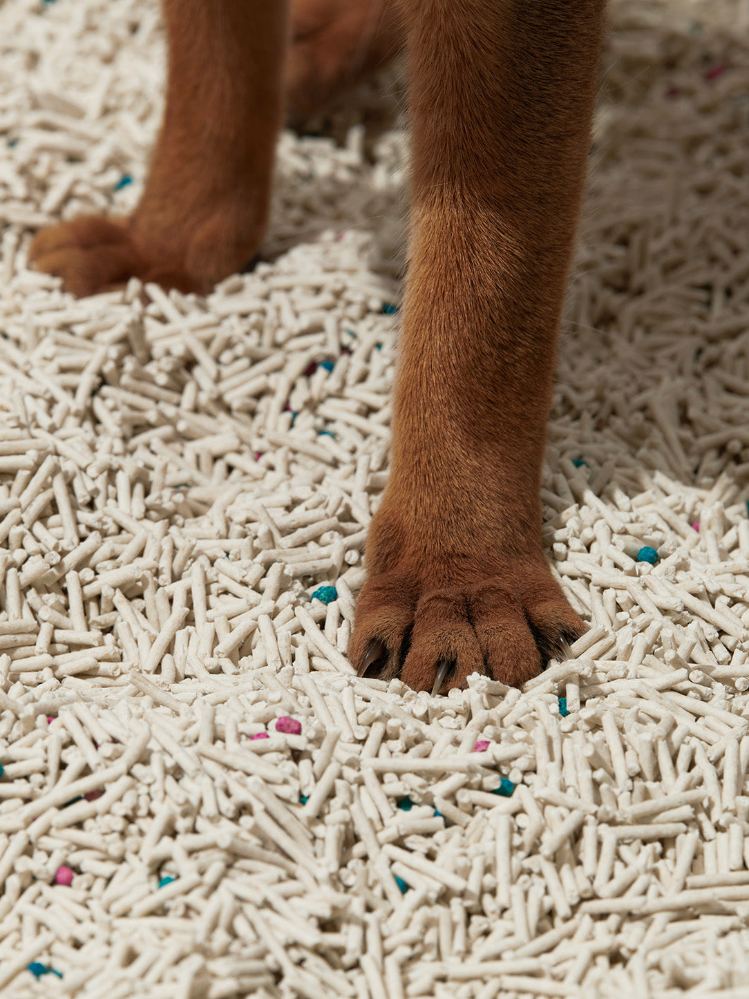HAVEN DUNE Scented Tofu Cat Litter — close-up detail