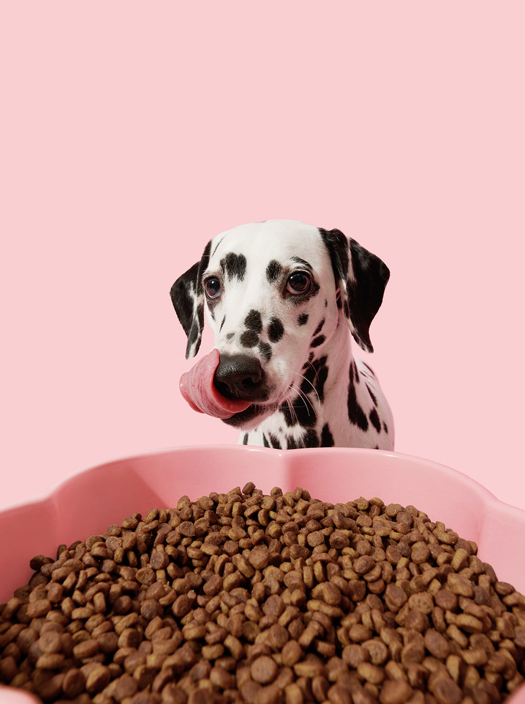 MEADOW Ceramic Pet Bowl — in use