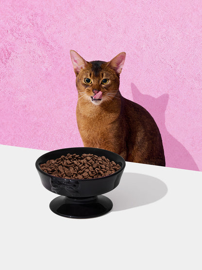 NOIR Ceramic Pet Bowl — styled in a home setting